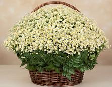 Цветочная композиция из Ромашки в корзине #REPLACE_PRED# Краснознаменске Московской области